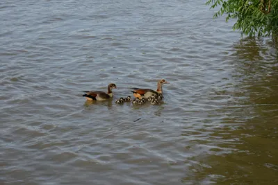 DSC_2500 (Large).JPG